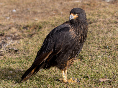 Striated caracara