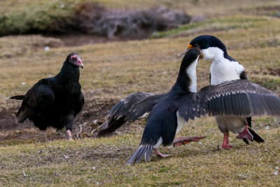 Turkey vulture and Imperial shags