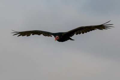 Turkey vulture