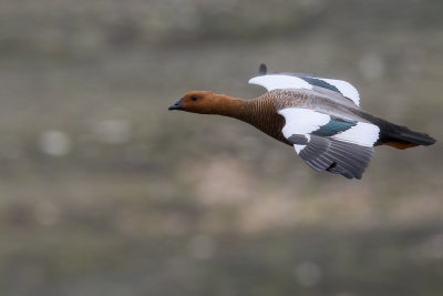 Upland goose
