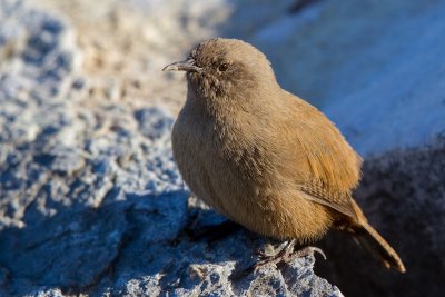 Cobb's Wren 