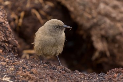 Cobb's wren 