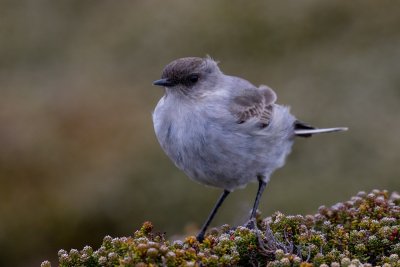 Dark-faced ground tyrant 