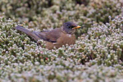 Falkland thrush 