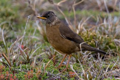 Falkland thrush 
