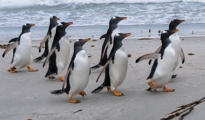 Gentoo penguins 