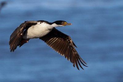 Imperial shag 