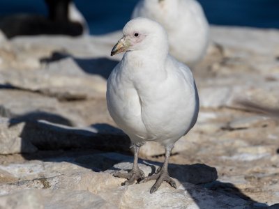 Pale-faced sheathbill 