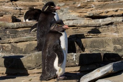 Rockhopper penguins 
