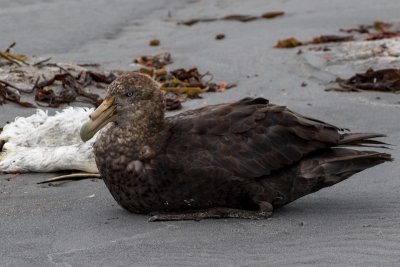Southern giant petrel 