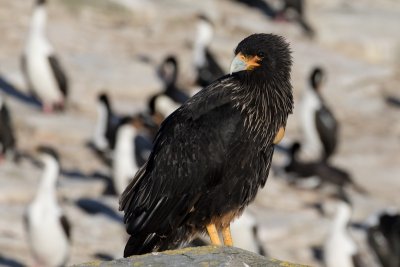 Striated caracara 