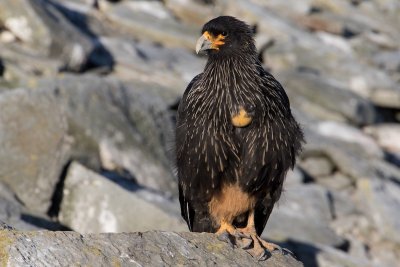 Striated caracara 