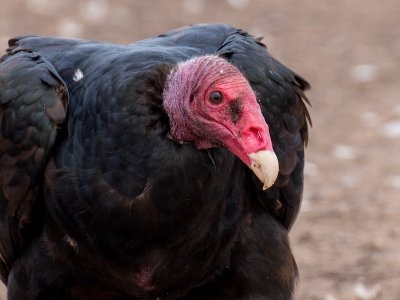 Turkey vulture 