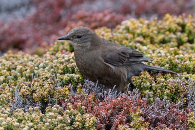 Tussac bird 