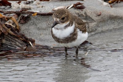 Two-banded plover 