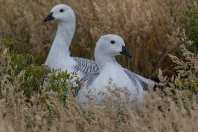 Upland geese 