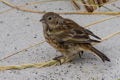 White-bridled finch 