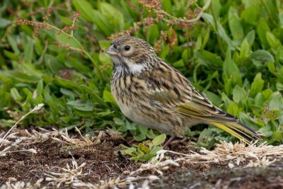 White-bridled finch