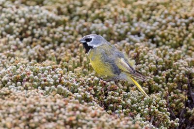 White-bridled finch 