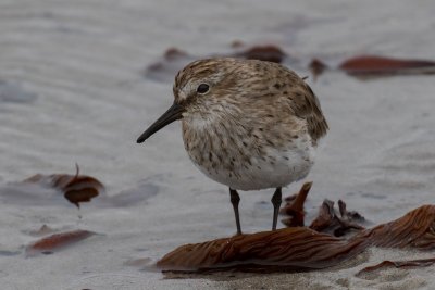 White-rumped sandpiper 