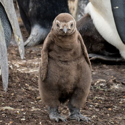 Baby king penguin