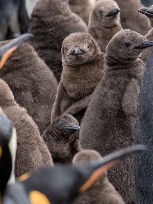 Baby king penguins