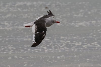 Dolphin gull