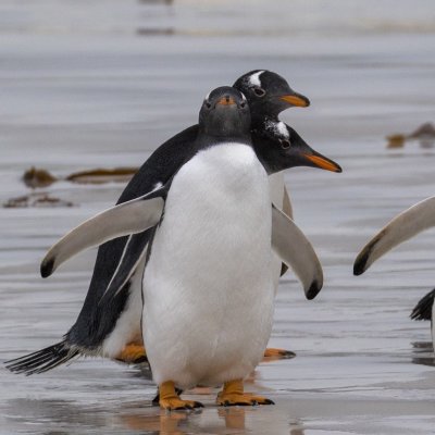 Gentoo penguins
