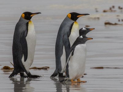 King and Gentoo penguins