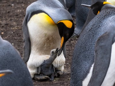 King penguin and chick