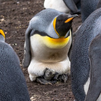 King penguin and chick