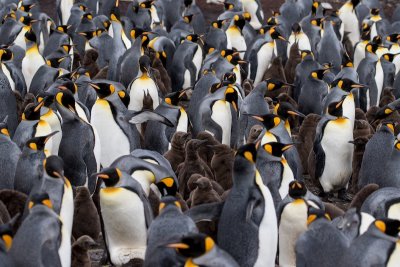 King penguins