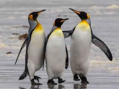 Falklands - East Falkland Island