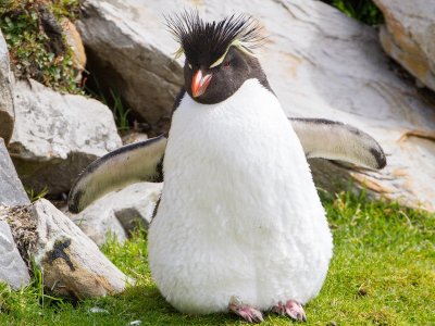 Rockhopper penguin