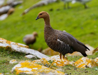 Upland goose
