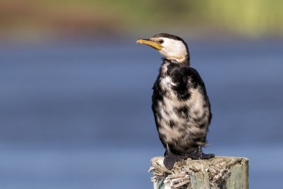 Little shag