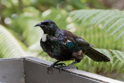 New Zealand - North Island birds
