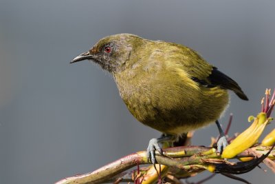 Bellbird 