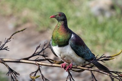 New Zealand pigeon 