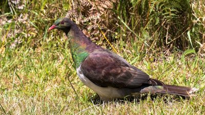 New Zealand pigeon