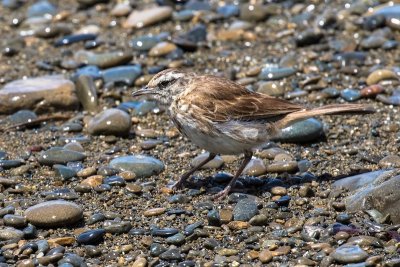 New Zealand pipit 