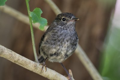 North Island robin 