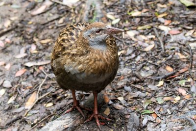 New Zealand - Kapiti Island birds