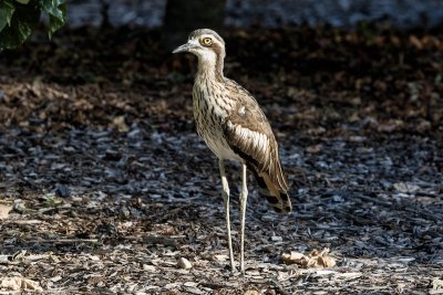 Bush stone-curlew, Brisbane, Australia