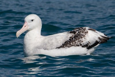 New Zealand - South Island birds