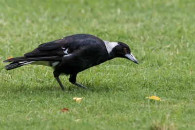 Australian magpie, Brisbane, Australia