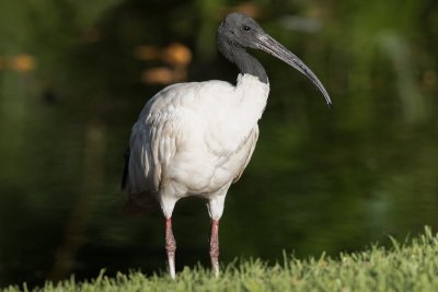Australian white ibis, Brisbane, Australia