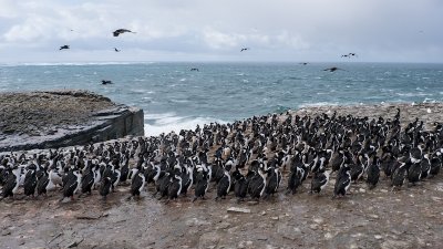 Imperial cormorant colony