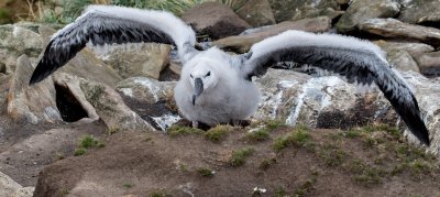 Black-browed albatross chick