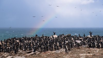 Imperial cormorant colony